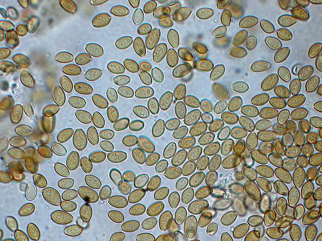 Agrocybe sororia s.l.